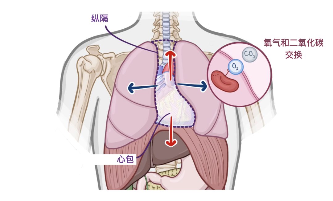温故而知新：心脏解剖学基础