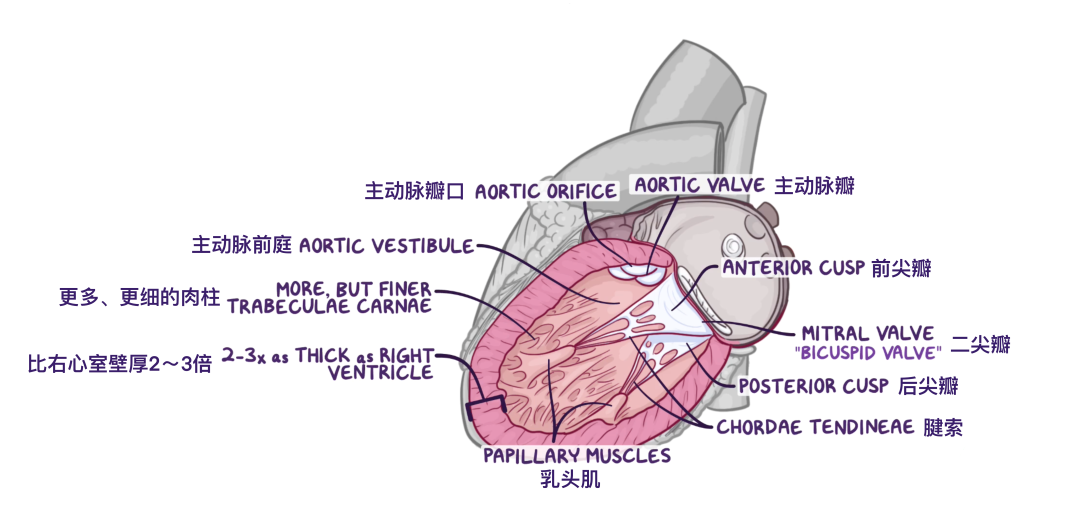温故而知新：心脏解剖学基础