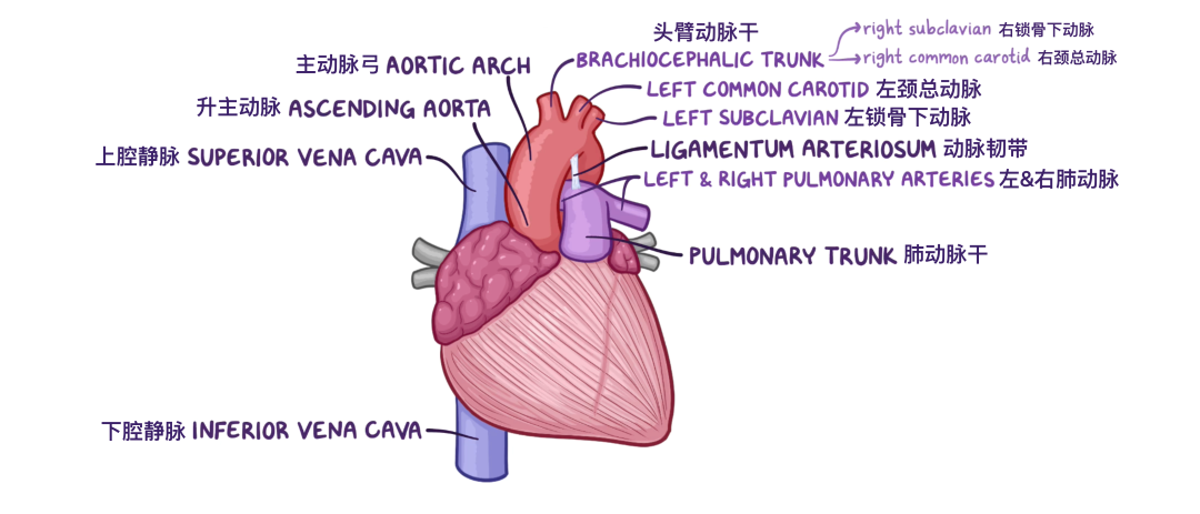 温故而知新：心脏解剖学基础