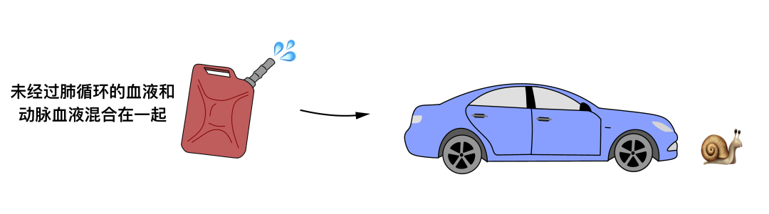 温故而知新：心脏解剖学基础