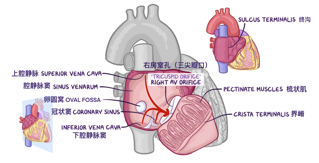 温故而知新：心脏解剖学基础