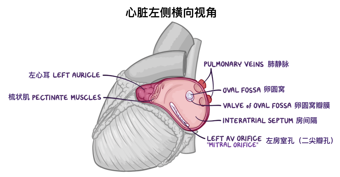 温故而知新：心脏解剖学基础