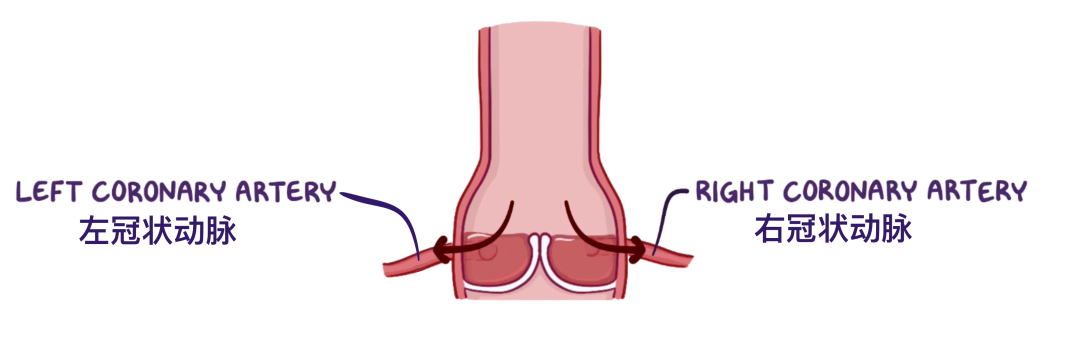温故而知新：心脏解剖学基础