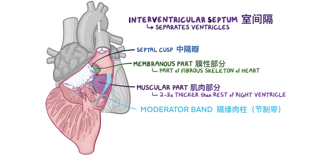 温故而知新：心脏解剖学基础