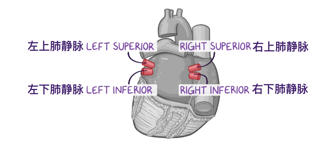 温故而知新：心脏解剖学基础