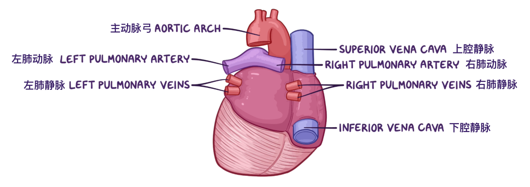 温故而知新：心脏解剖学基础