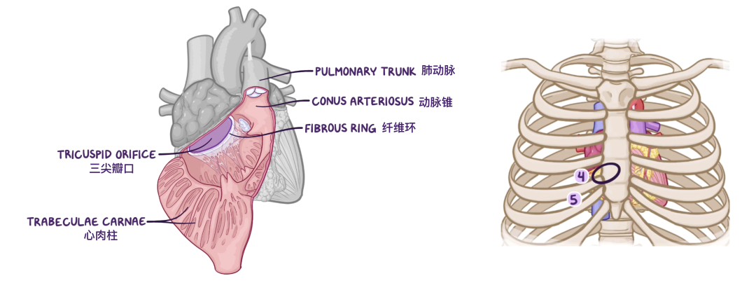 温故而知新：心脏解剖学基础