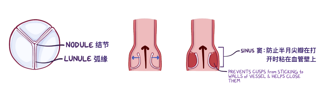 温故而知新：心脏解剖学基础