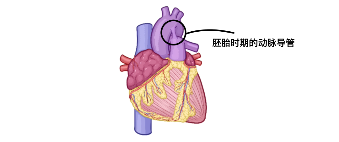 温故而知新：心脏解剖学基础