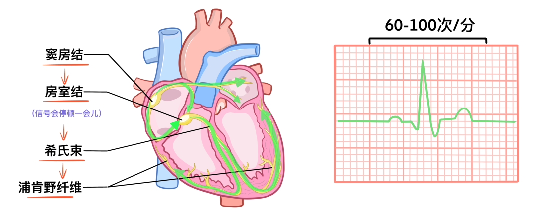 温故而知新：心脏解剖学基础
