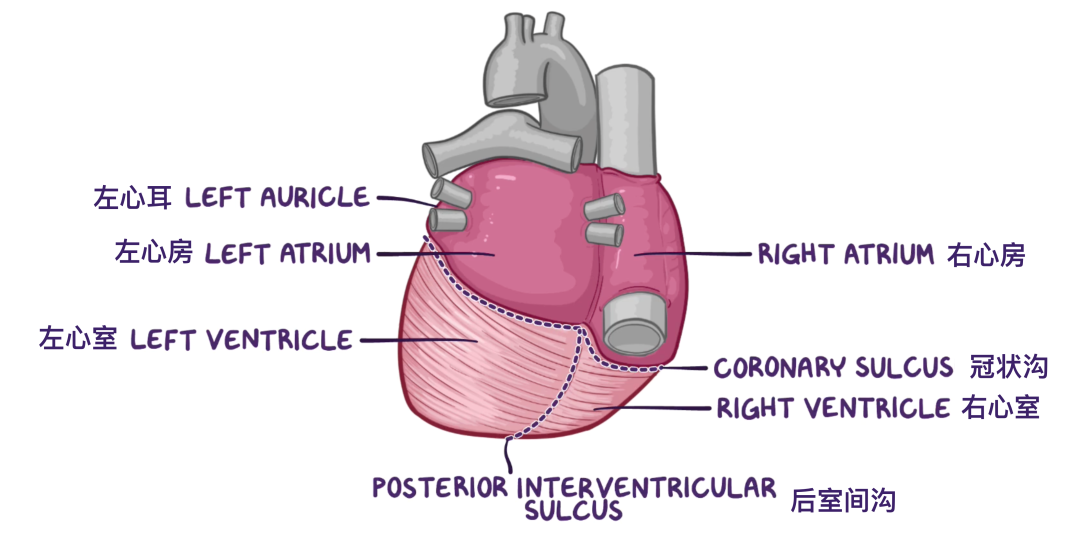 温故而知新：心脏解剖学基础