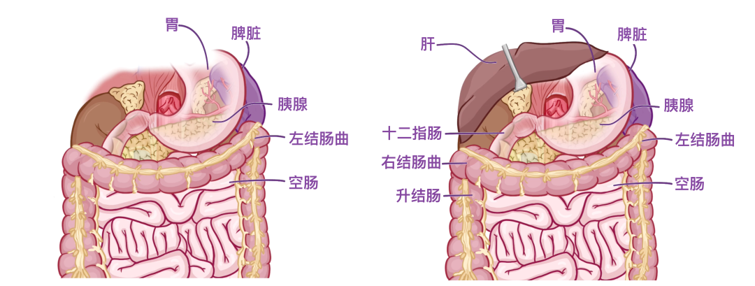 肾旁边是什么器管医学科普 ｜ 认识器官——肾脏篇_https://www.jmylbn.com_新闻资讯_第4张