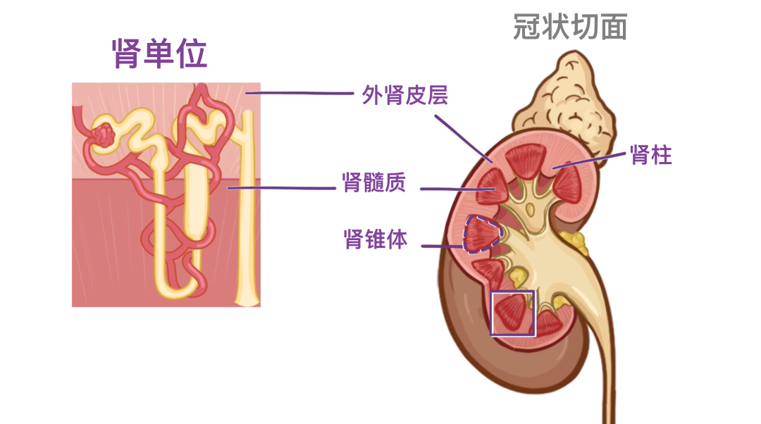 肾旁边是什么器管医学科普 ｜ 认识器官——肾脏篇_https://www.jmylbn.com_新闻资讯_第10张