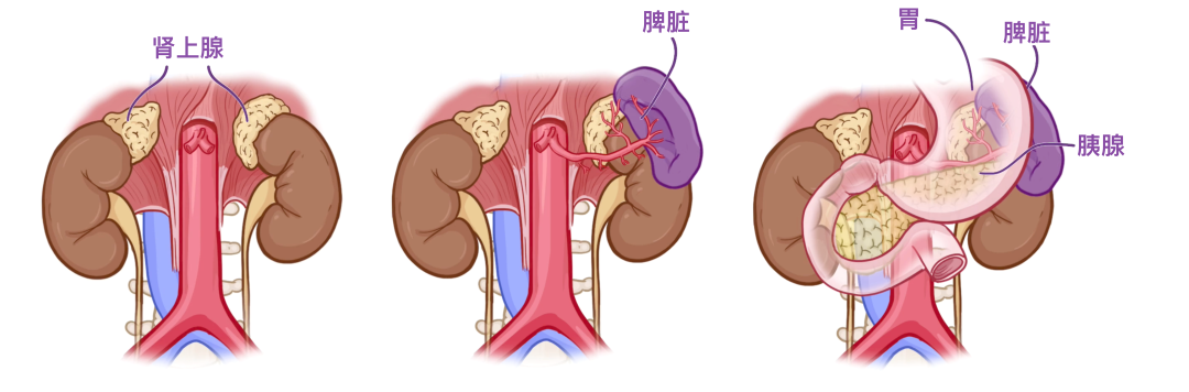 肾旁边是什么器管医学科普 ｜ 认识器官——肾脏篇_https://www.jmylbn.com_新闻资讯_第3张
