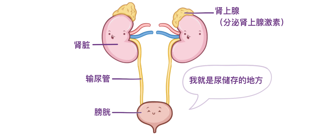肾旁边是什么器管医学科普 ｜ 认识器官——肾脏篇_https://www.jmylbn.com_新闻资讯_第1张