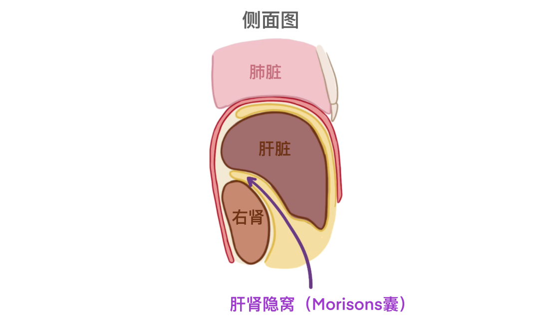 肾旁边是什么器管医学科普 ｜ 认识器官——肾脏篇_https://www.jmylbn.com_新闻资讯_第5张