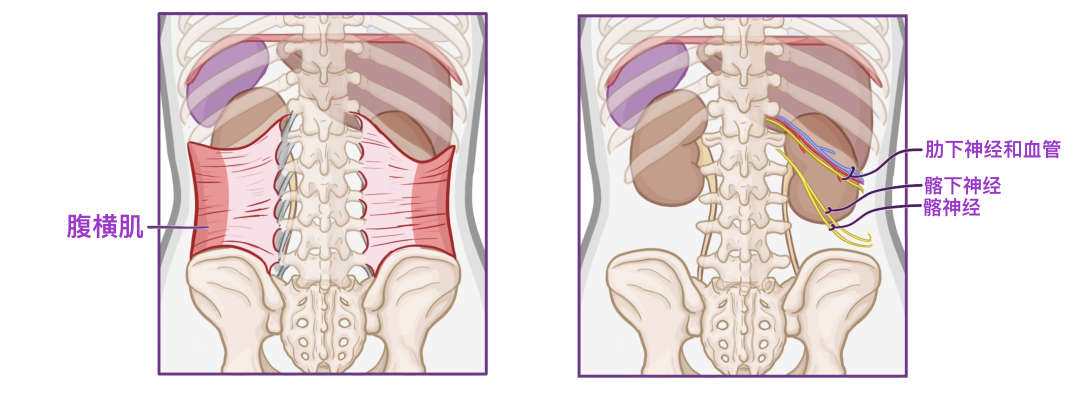 肾旁边是什么器管医学科普 ｜ 认识器官——肾脏篇_https://www.jmylbn.com_新闻资讯_第7张