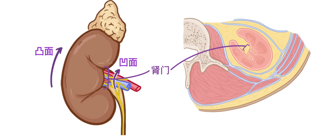 肾旁边是什么器管医学科普 ｜ 认识器官——肾脏篇_https://www.jmylbn.com_新闻资讯_第8张