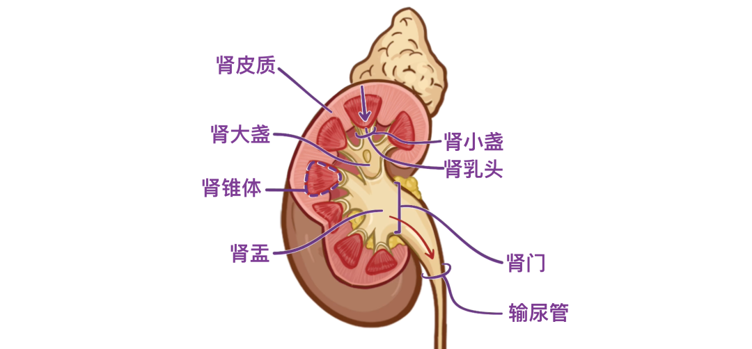 肾旁边是什么器管医学科普 ｜ 认识器官——肾脏篇_https://www.jmylbn.com_新闻资讯_第11张