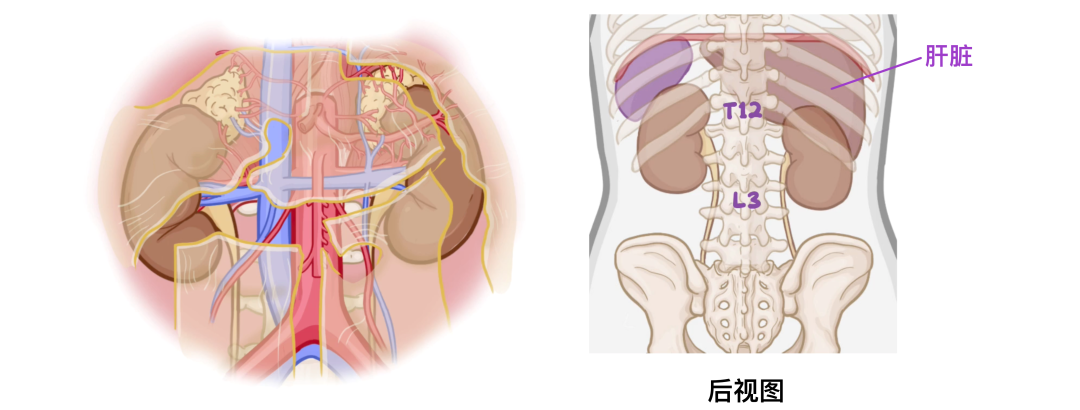 肾旁边是什么器管医学科普 ｜ 认识器官——肾脏篇_https://www.jmylbn.com_新闻资讯_第2张