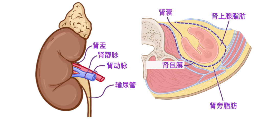 肾旁边是什么器管医学科普 ｜ 认识器官——肾脏篇_https://www.jmylbn.com_新闻资讯_第9张