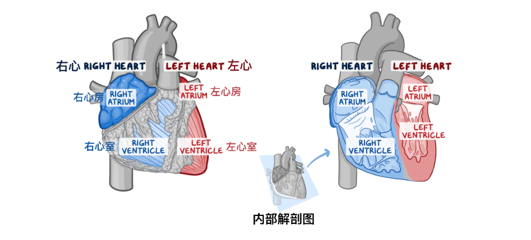 温故而知新：心脏解剖学基础