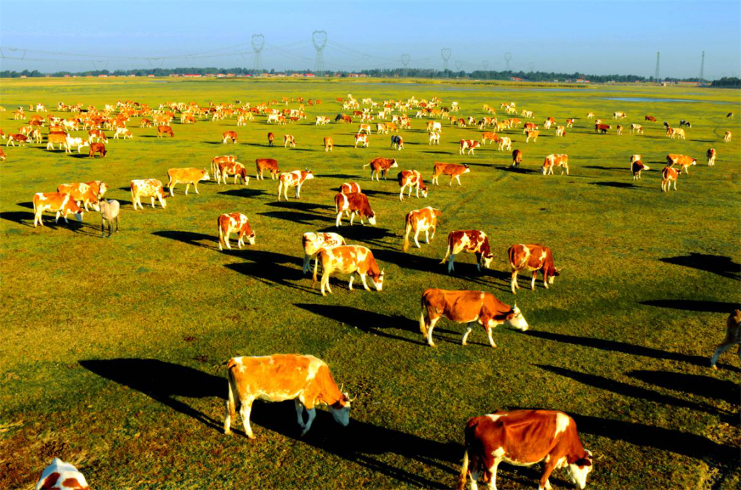 通辽市延伸产业链条推进农牧业高质量发展