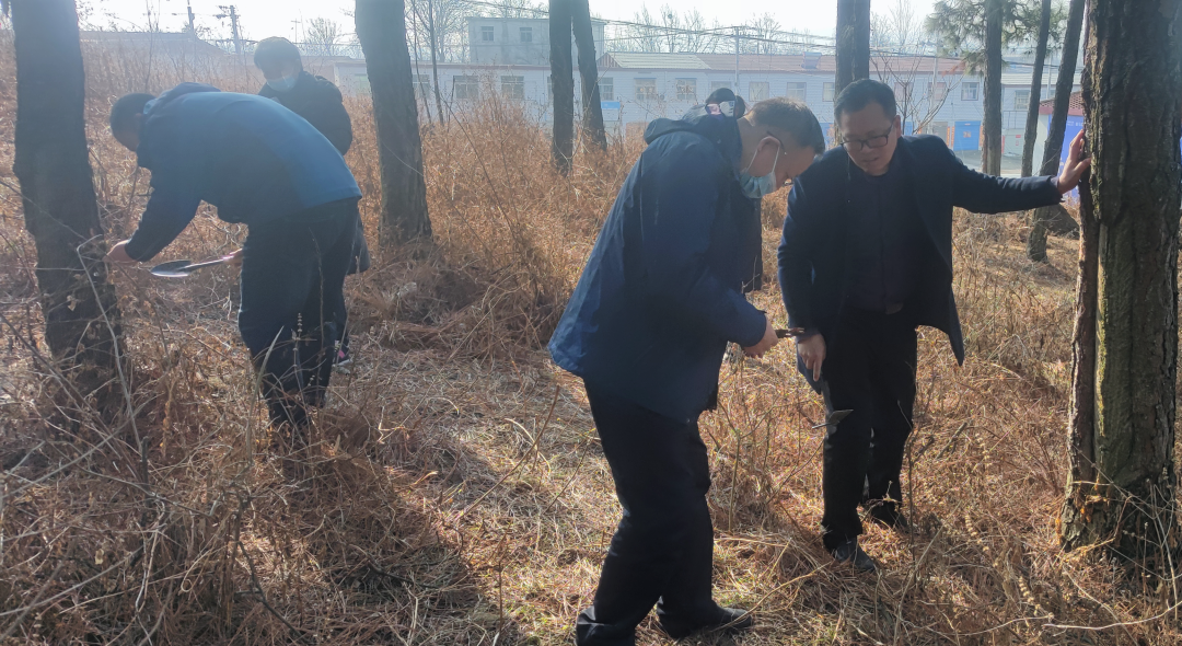 驻马店开展草履蚧和马尾松毛虫越冬虫情调查 工作通览 河南省林业局