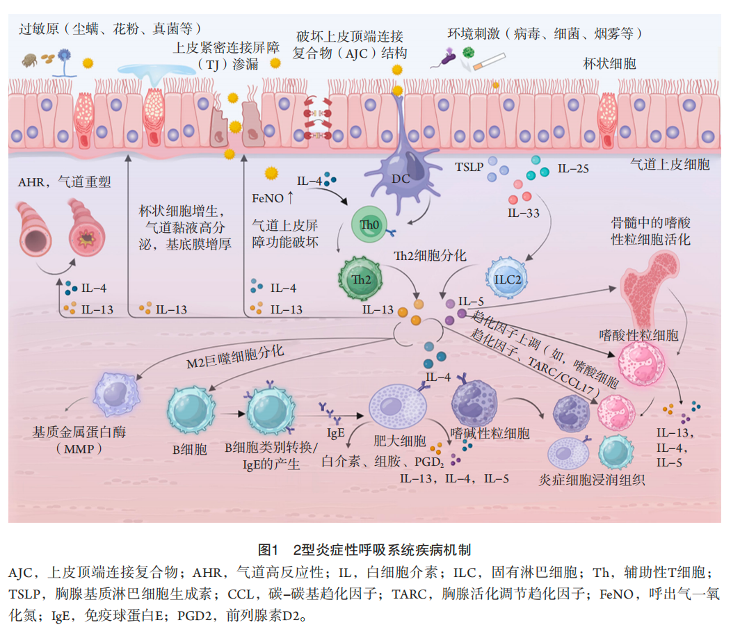 abp在医学是什么意思指南与共识︱2型炎症性呼吸系统疾病管理：中国专家共识[2024]_https://www.jmylbn.com_新闻资讯_第5张