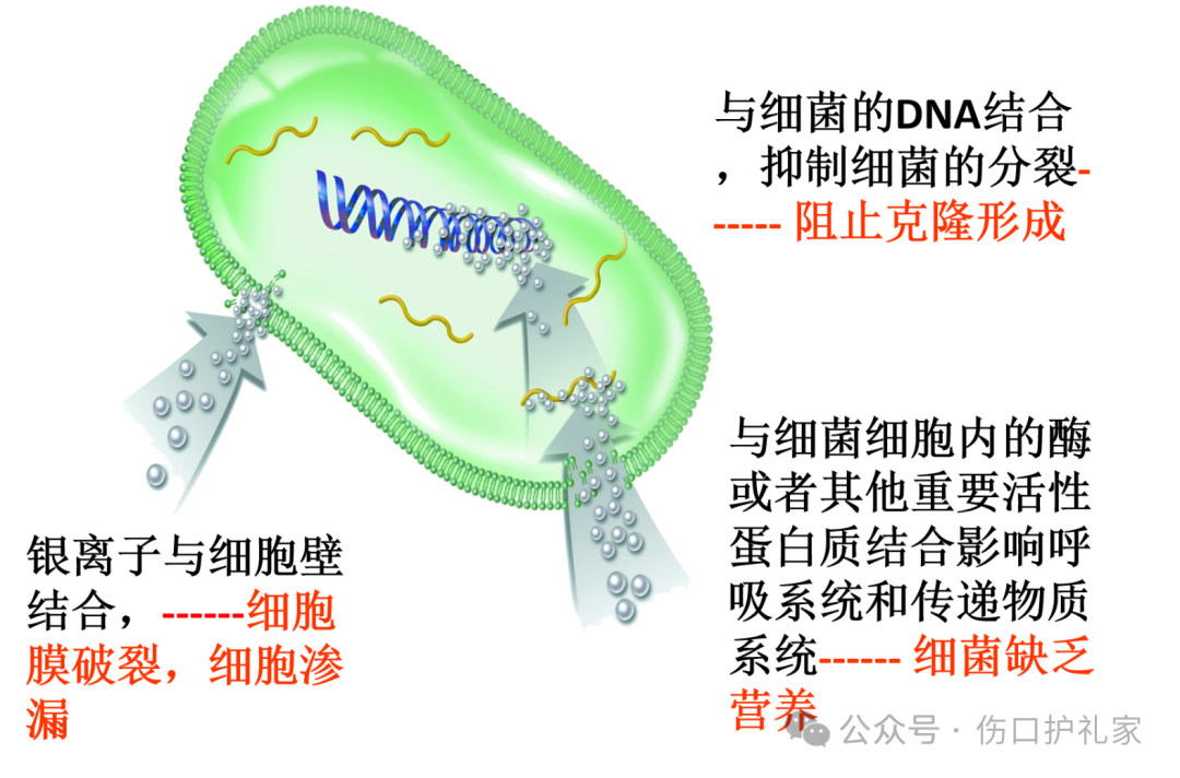 为什么用银敷含银敷料（Silver Dressing）_https://www.jmylbn.com_新闻资讯_第10张