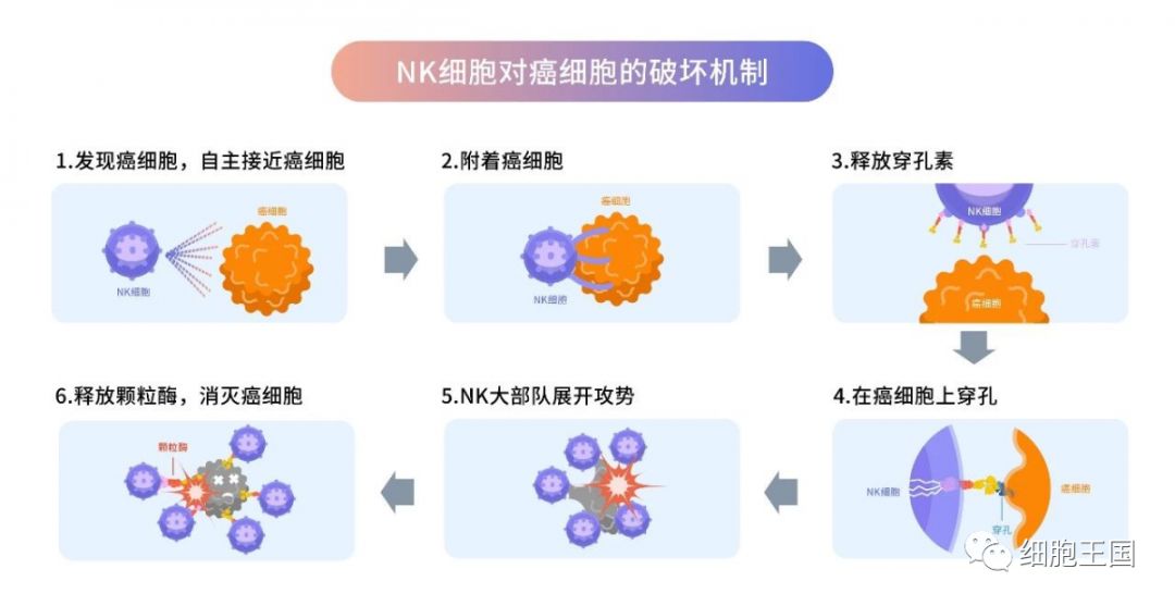 免疫療法 提升現代癌症5年生存率 讓癌症患者再活若干年 健康 第7張