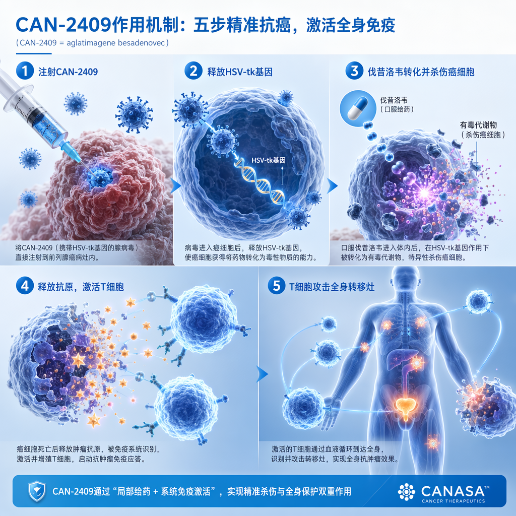 CAN-2409（aglatimagene besadenovec）作用机制图解：展示了从瘤内注射病毒、释放HSV-tk基因、口服伐昔洛韦产生毒性杀伤癌细胞，到最后释放肿瘤抗原激活T细胞并攻击全身转移灶的五个专业步骤。