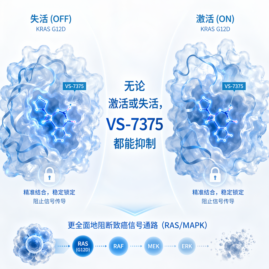 医学插画展示了VS-7375的“双重状态”抑制机制：左侧为药物锁定“失活(OFF)”状态的KRAS G12D蛋白，右侧为药物锁定“激活(ON)”状态的蛋白。中间配有文字“无论激活或失活，VS-7375都能抑制”，下方标注“更全面地阻断致癌信号通路（RAS/MAPK）”。整体风格专业且充满希望。