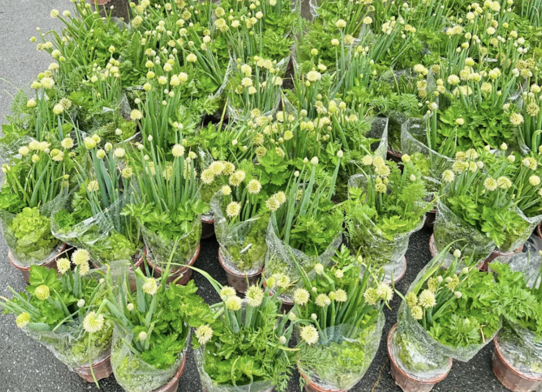 △芹菜+生菜+葱，是属于广东人自己的年花。来源：网友@木梓的花园