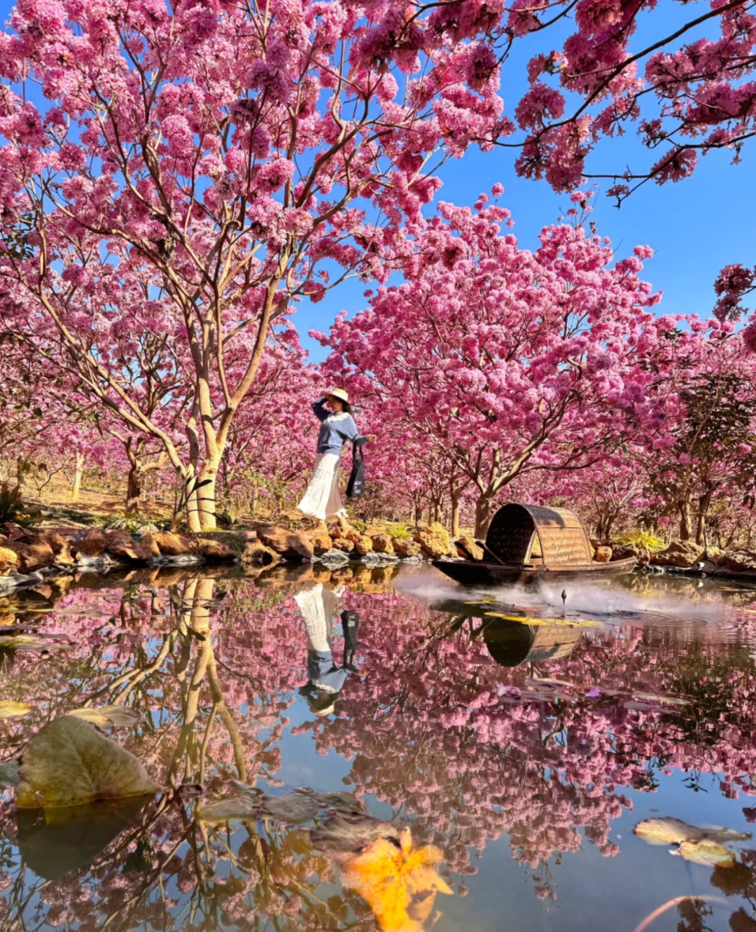 圖片來源：網(wǎng)友@會(huì)拍照的柒柒