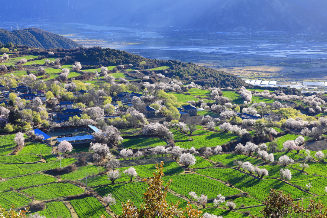 林芝市旅游发展局