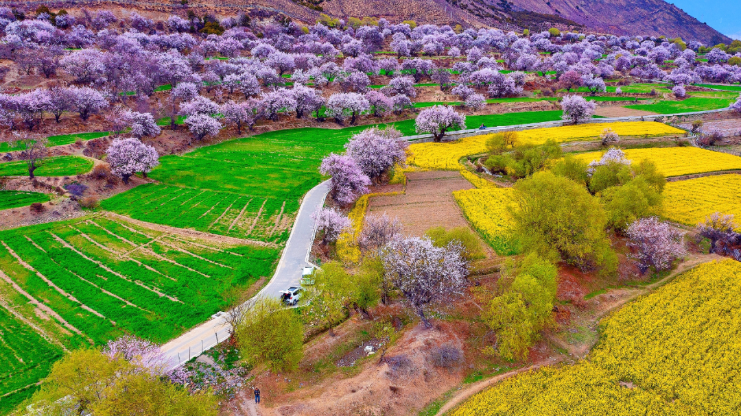 林芝市旅游发展局