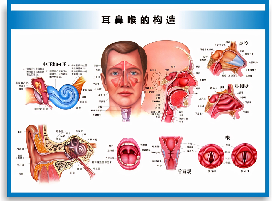 耳鼻喉内窥镜检查是检查什么什么是耳鼻喉内窥镜检查？如何配合完成内镜检查_https://www.jmylbn.com_新闻资讯_第2张
