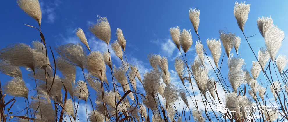 大家有什么建议？