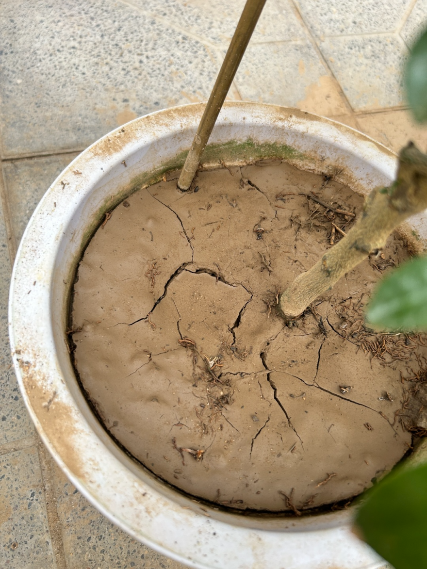 养花总是闷根？原因有这5个，找准源头，轻松解决