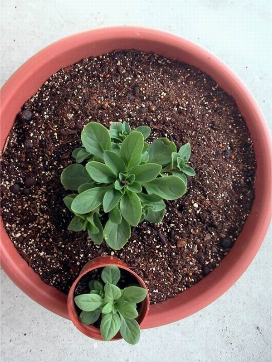 养花总是闷根？原因有这5个，找准源头，轻松解决