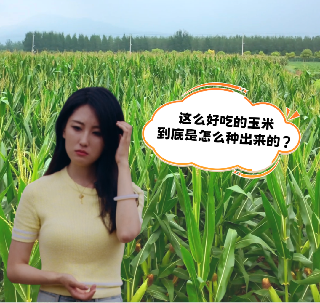 鲜食玉米__2025-09-01+15_20_04.png
