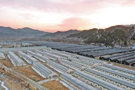 人民日报老区活力涌山乡春意浓阜平过年真热闹