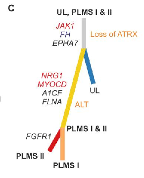 fh染色是什么意思讲座｜ FH缺失型子宫平滑肌瘤_https://www.jmylbn.com_新闻资讯_第34张