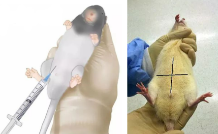 Tamoxifen誘導(dǎo)Cre-ERT2小鼠 使用指南