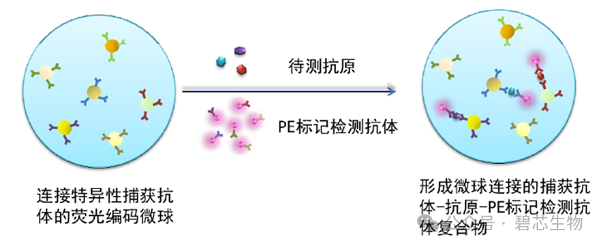 細(xì)胞因子檢測(cè)——碧芯生物Beadstar-mPlex®多細(xì)胞因子檢測(cè)試劑盒