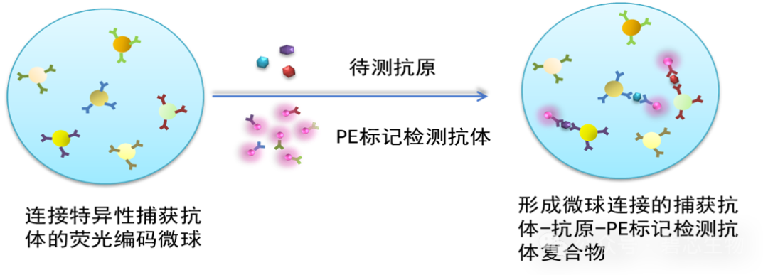 大鼠7细胞因子检测试剂（流式荧光法）