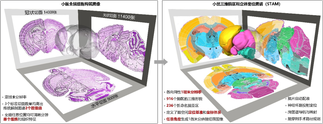 小鼠脑定位怎么固定Nature：海南大学和华中科技大学以1微米分辨率绘制小鼠三维脑区和立体定位图谱_https://www.jmylbn.com_新闻资讯_第1张