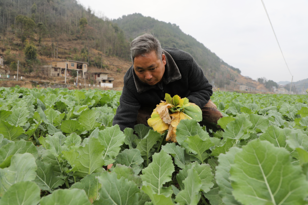 您当前所在的位置>首页>新闻资讯>部门乡镇动态>"2024年我们种植油菜