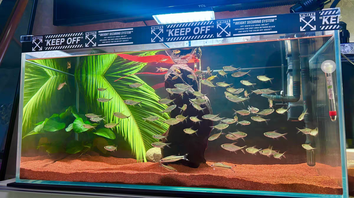 微鱼宠物水族园艺用品